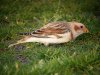 Snow Bunting at Shoebury Coastguards (Steve Arlow) (144644 bytes)